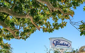 Bluebird Inn
